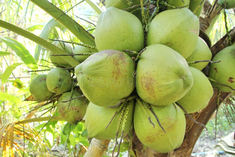 Fresh Coconuts on the Coconut Tree Stock Photo Image of idea, healthy