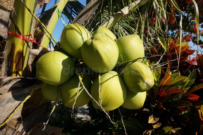 Fresh coconuts on tree stock image. Image of diet, closeup 83441179