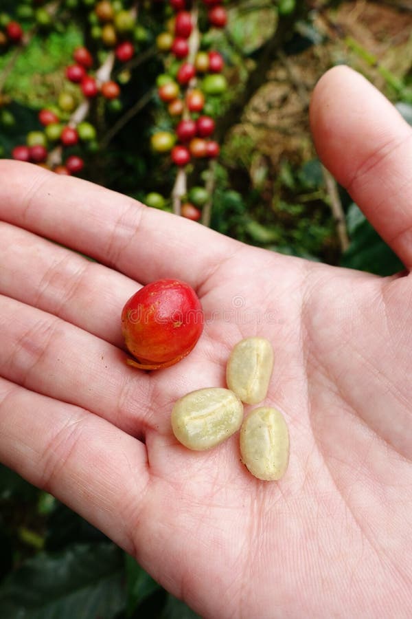 Fresh Coffee Bean from Coffee Cherry Stock Photo Image of agriculture