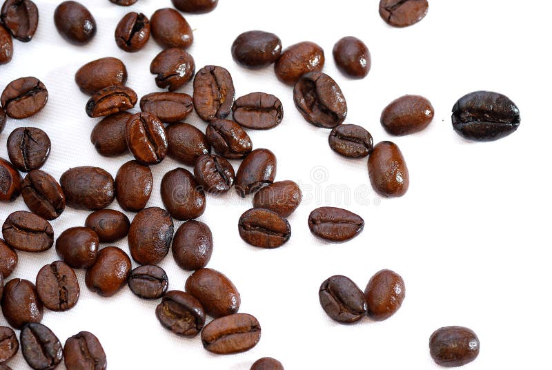 Fresh Coffee Bean Series 03
