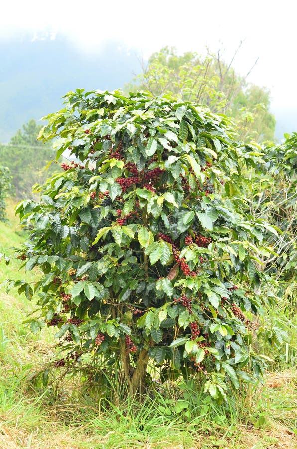 Fresh Coffee Bean On Tree Stock Photo Image 36932560