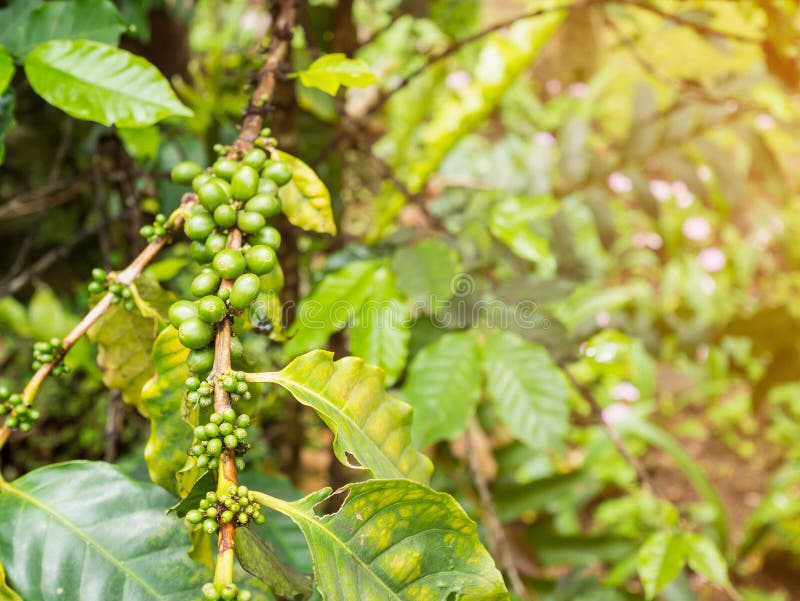 1,550 Coffee Plants Beans Stock Photos Free & RoyaltyFree Stock