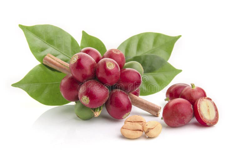 fresh coffee beans with leaf on white background