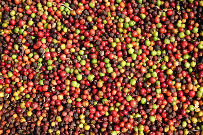 Fresh Coffee Beans before Roast Stock Photo Image of ecology, crop
