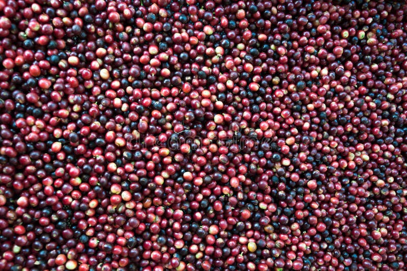 Fresh Coffee Beans before Roast Stock Image Image of farm, caffeine