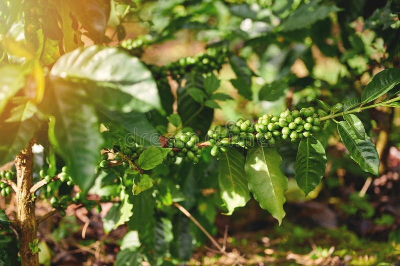 Fresh Coffee Berries Growing Stock Photo Image of leaf, agriculture
