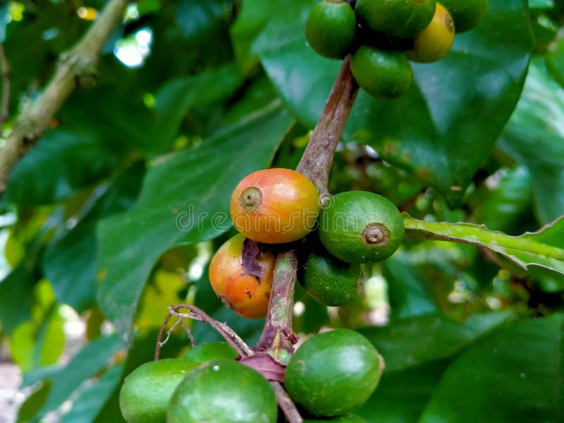 Fresh Coffee Cherries on the Coffee Tree Stock Image Image of branch