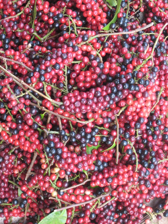 Fresh coffee in Laos stock image