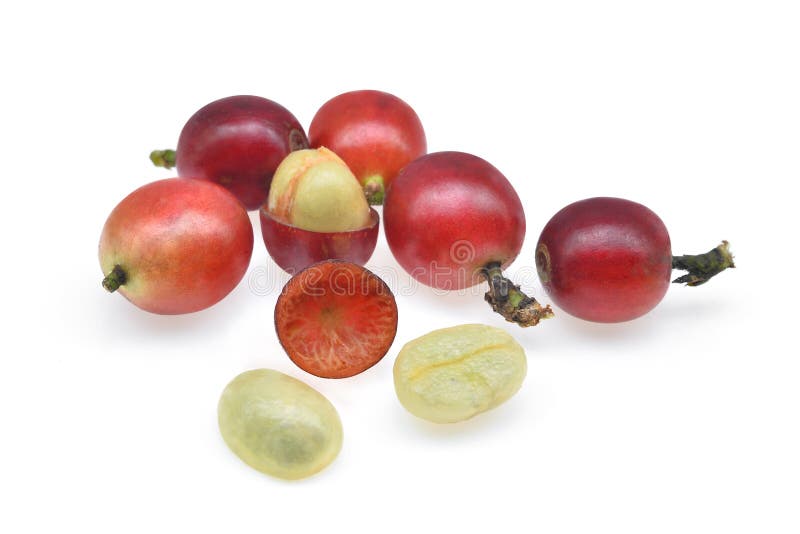 Fresh Coffee Seeds Isolated on White Stock Photo Image of industry