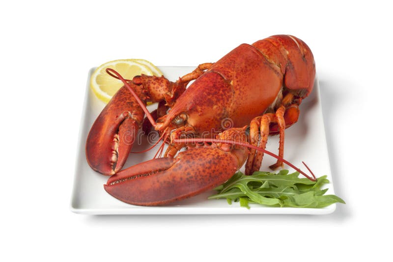 Lobster meal 4 stock photo. Image of dinner, lobster 11250370