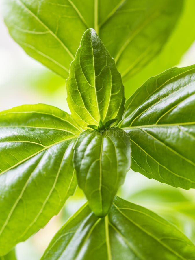 Fresh cooking basil stock photo. Image of ingredient 90576166