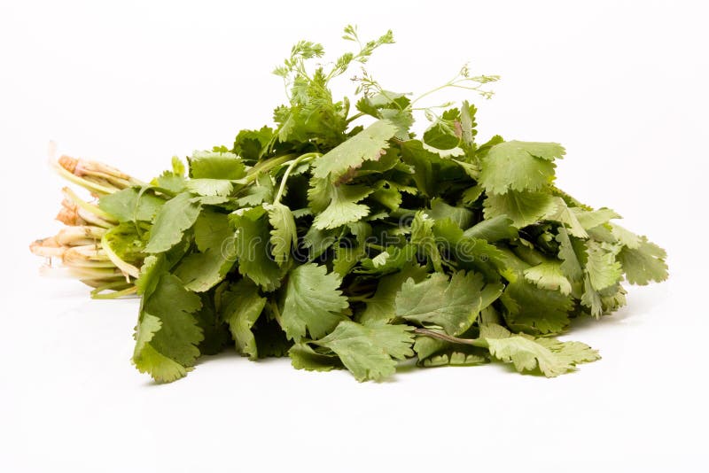 Fresh Coriander stock image. Image of seasoning, ingredient 13178367