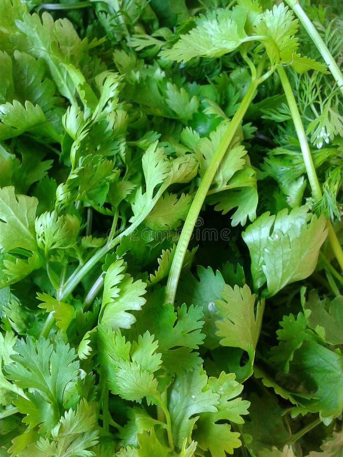 Fresh coriander stock photo. Image of food, tasty, coriander 58280772