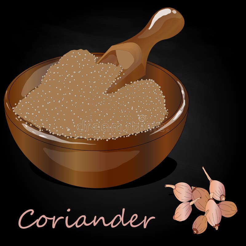 Fresh Coriander or Cilantro Herb.Coriander Powder in the Cup Stock