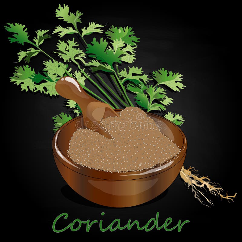 Fresh Coriander or Cilantro Herb.Coriander Powder in the Cup Stock