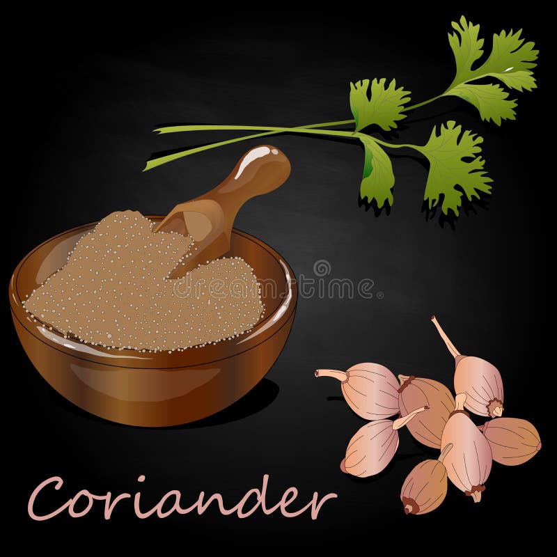 Fresh Coriander or Cilantro Herb.Coriander Powder in the Cup Stock