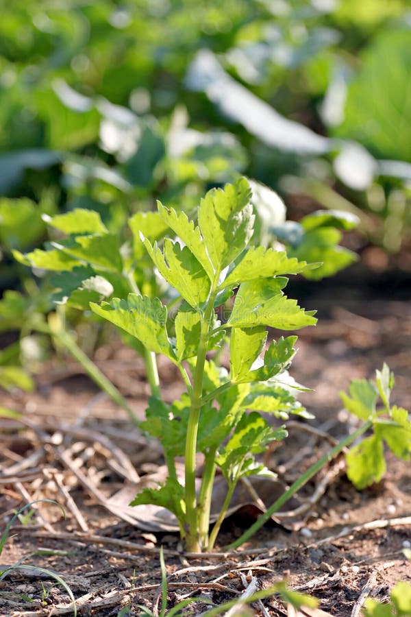 Fresh coriander or cilantro leaf. royalty free stock image