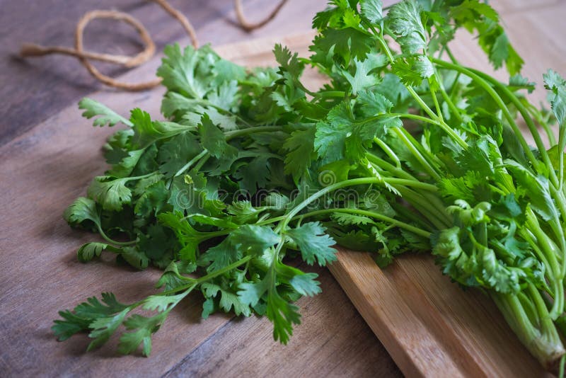 Fresh Coriander, Cilantro Leaves on Wooden Board Stock Image Image of
