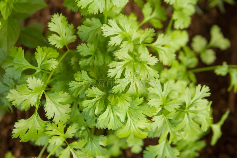 Fresh Coriander Leaf stock image. Image of abstract, nature 96109857