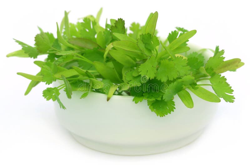 Fresh Coriander Leaves with Mint and Sliced Onion Leaves Stock Image