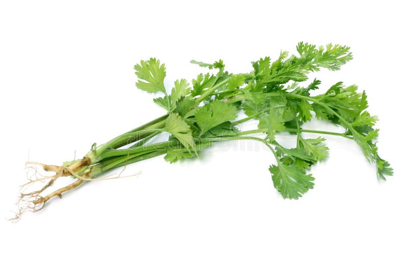 Fresh Coriander leaves stock image. Image of branch 111072349