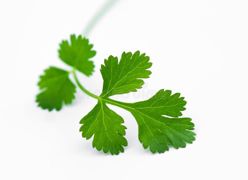 Fresh coriander leaves stock photo. Image of green, kitchen 66835192