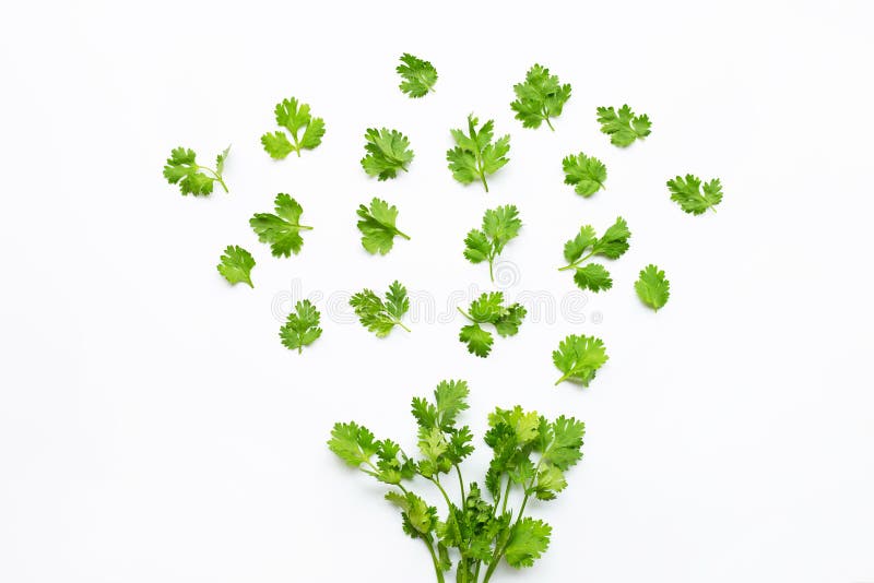 Fresh Coriander Leaves on White Stock Image Image of aromatic, leaf
