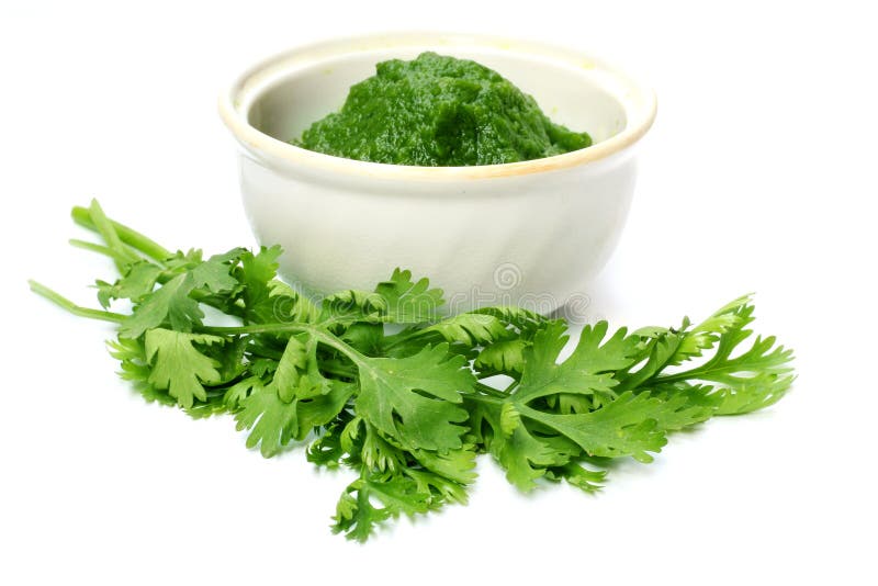 Fresh Coriander Leaves on White Stock Image Image of cilantro, bowl