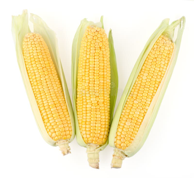 Fresh Corn on the Cob stock image. Image of shot, leaf 33225507