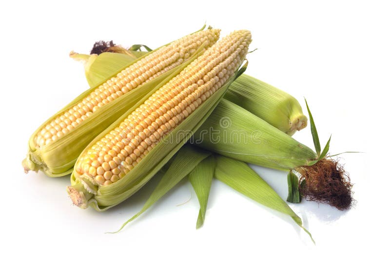 Fresh corn fruits with green leaves