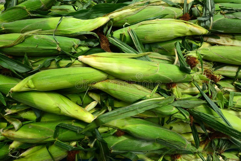 Pile Of Fresh Corn Vegetable. Stock Image Image of color, close 25541363