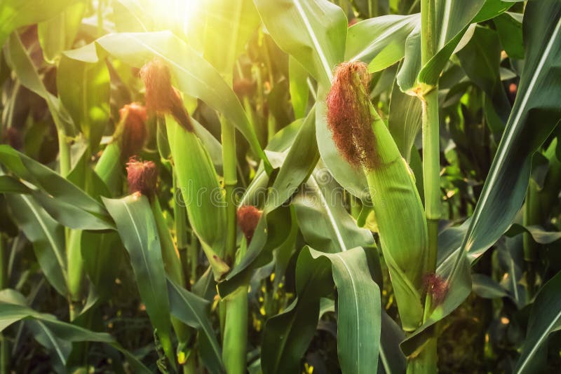Corn on stalk stock photo. Image of tassel, field, food 1470026