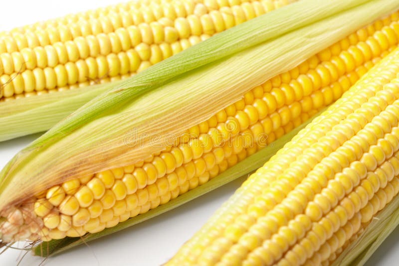 Fresh corn vegetable stock image. Image of yellow, bunch 18021491