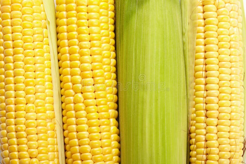 Fresh corn vegetable stock image. Image of color, gold 18021539