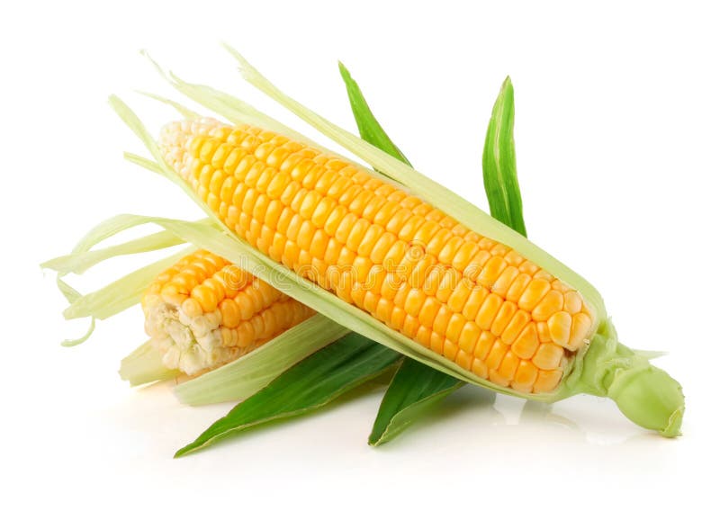 Fresh corn vegetable with green leaves