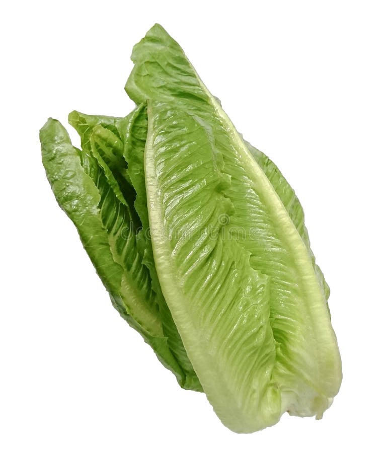 Fresh Green Cos Lettuce Vegetable Salad Isolated on White Background