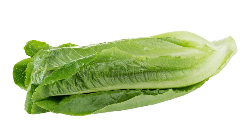 Fresh cos (lettuce) on white background