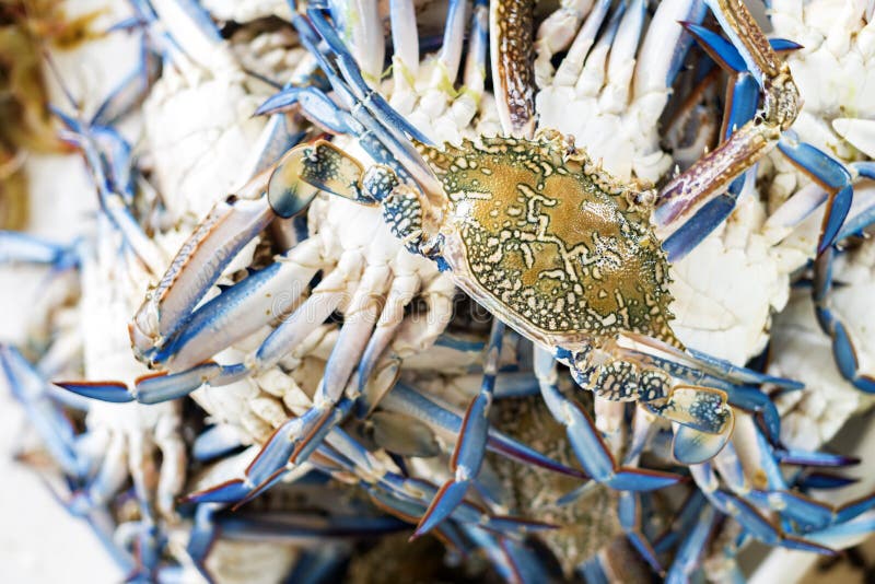 Fresh crab stock image. Image of creature, soft, market 40024865