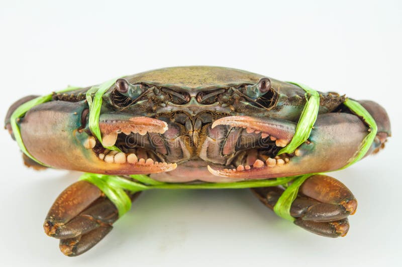 Fresh crab stock image. Image of cooking, nutrition, food 32317685