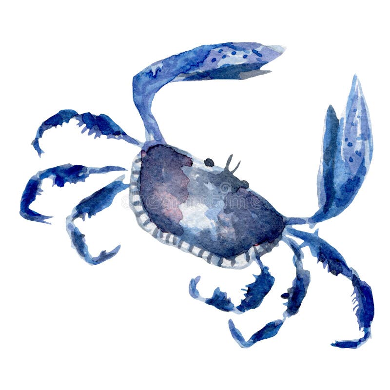 Fresh crab illustration. Hand drawn watercolor on white background. stock illustration