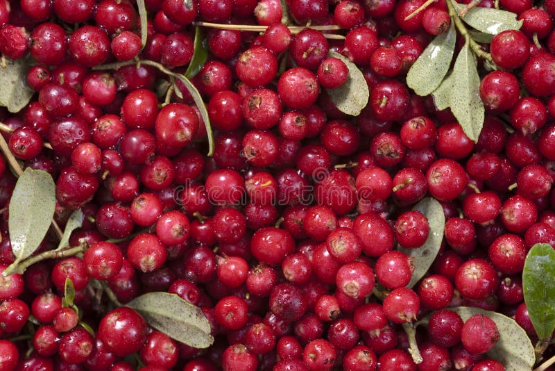 Fresh cranberries stock photo. Image of green, freshness 21877198