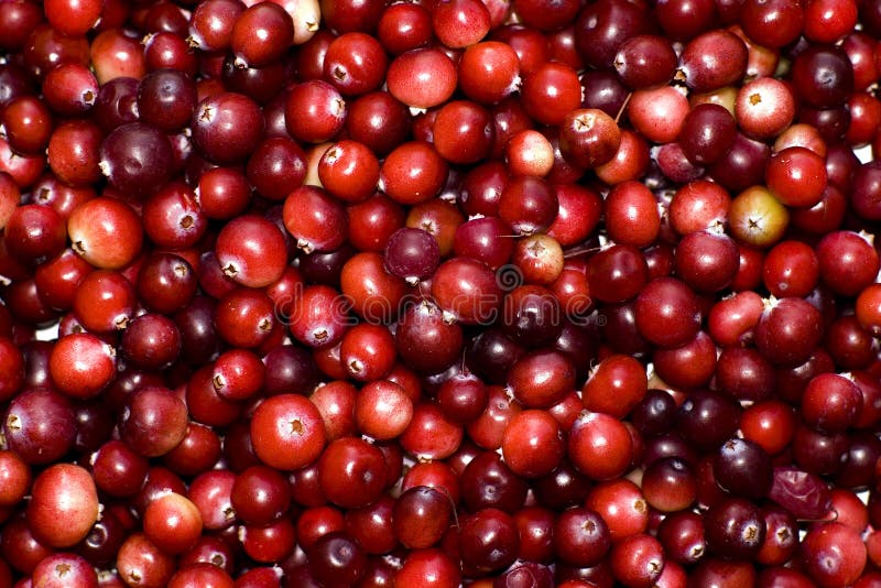 Fresh cranberries