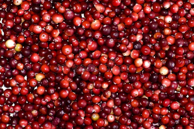 Fresh cranberries