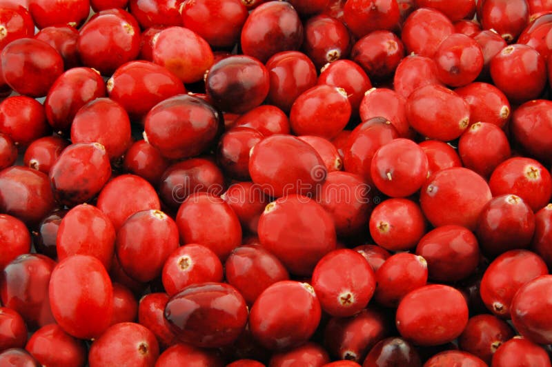 Fresh cranberries stock photo. Image of ingredient, holiday 11492346