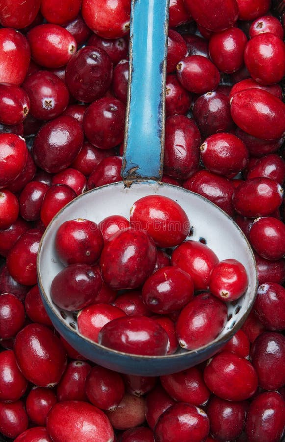 Fresh cranberries stock image. Image of medicine, retro 37054965