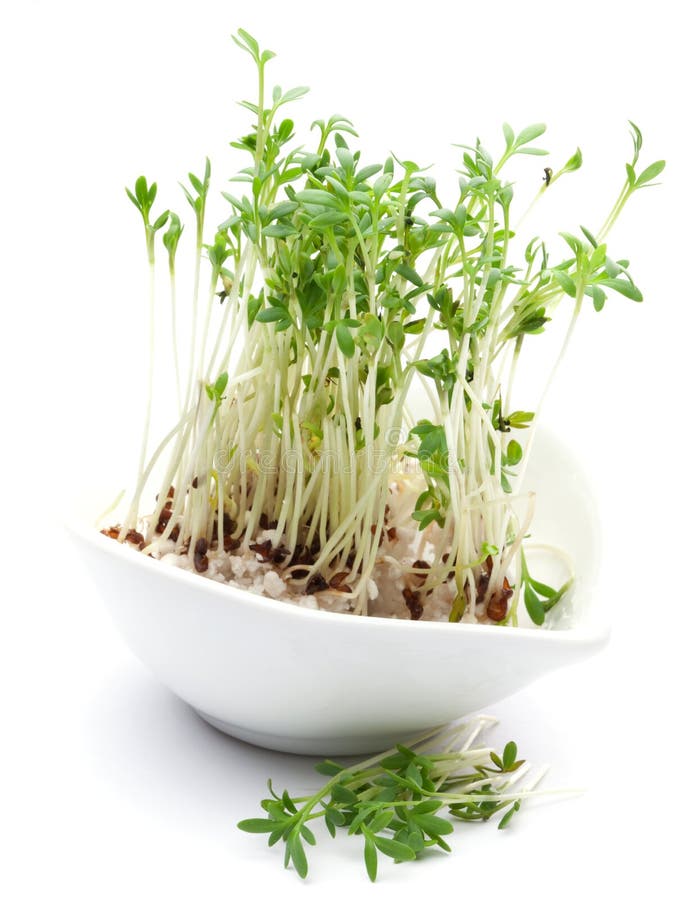 Fresh cress