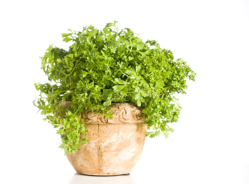 Fresh cress herb in a pot over white