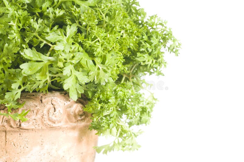 Fresh cress herb in a pot over white