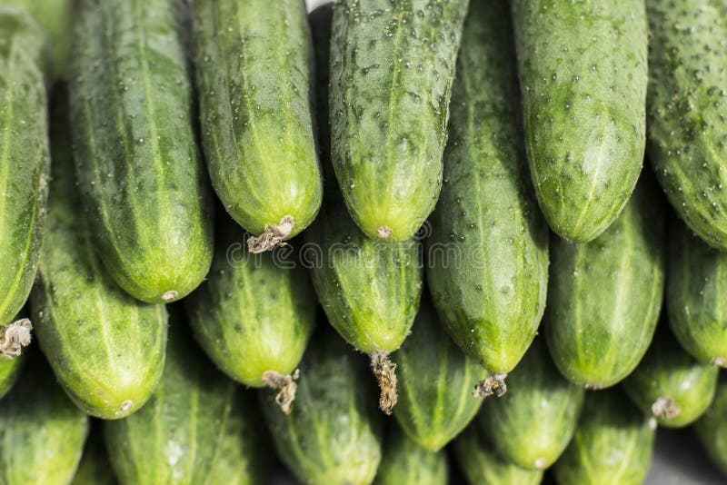 Fresh Cucumber Abstract Fruit Colorful Pattern Texture Background Stock Image Image of food