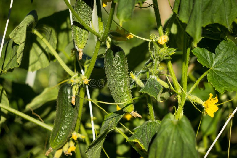 Fresh cucumber in bed stock photo. Image of diet, healthy 98316436